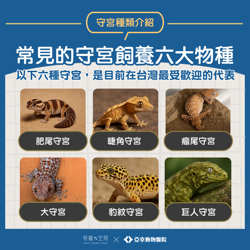 守宮種類有這六種