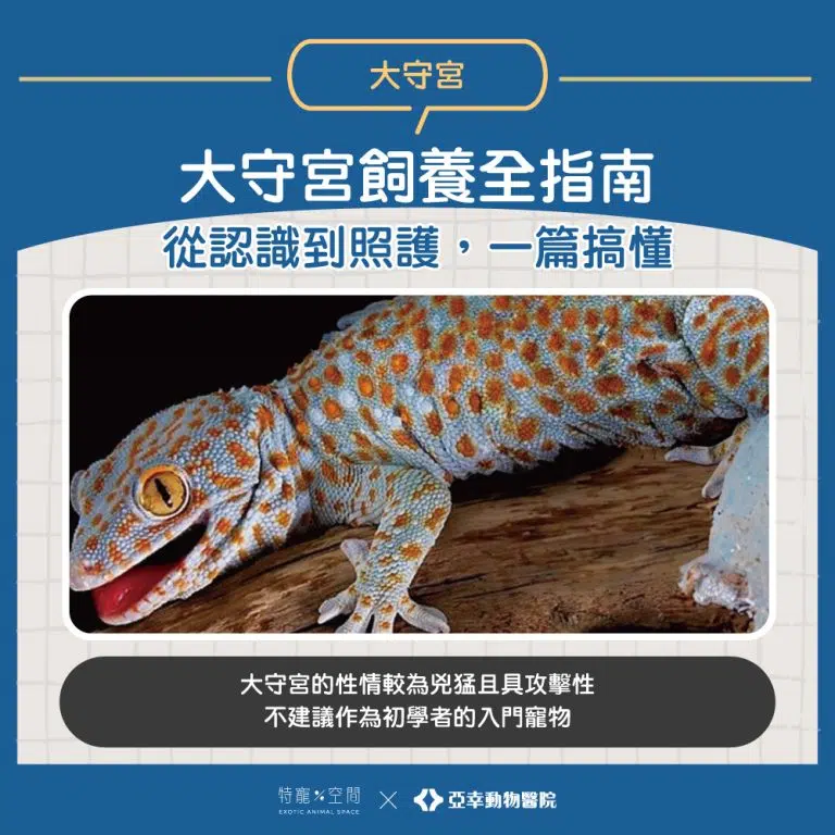 大守宮