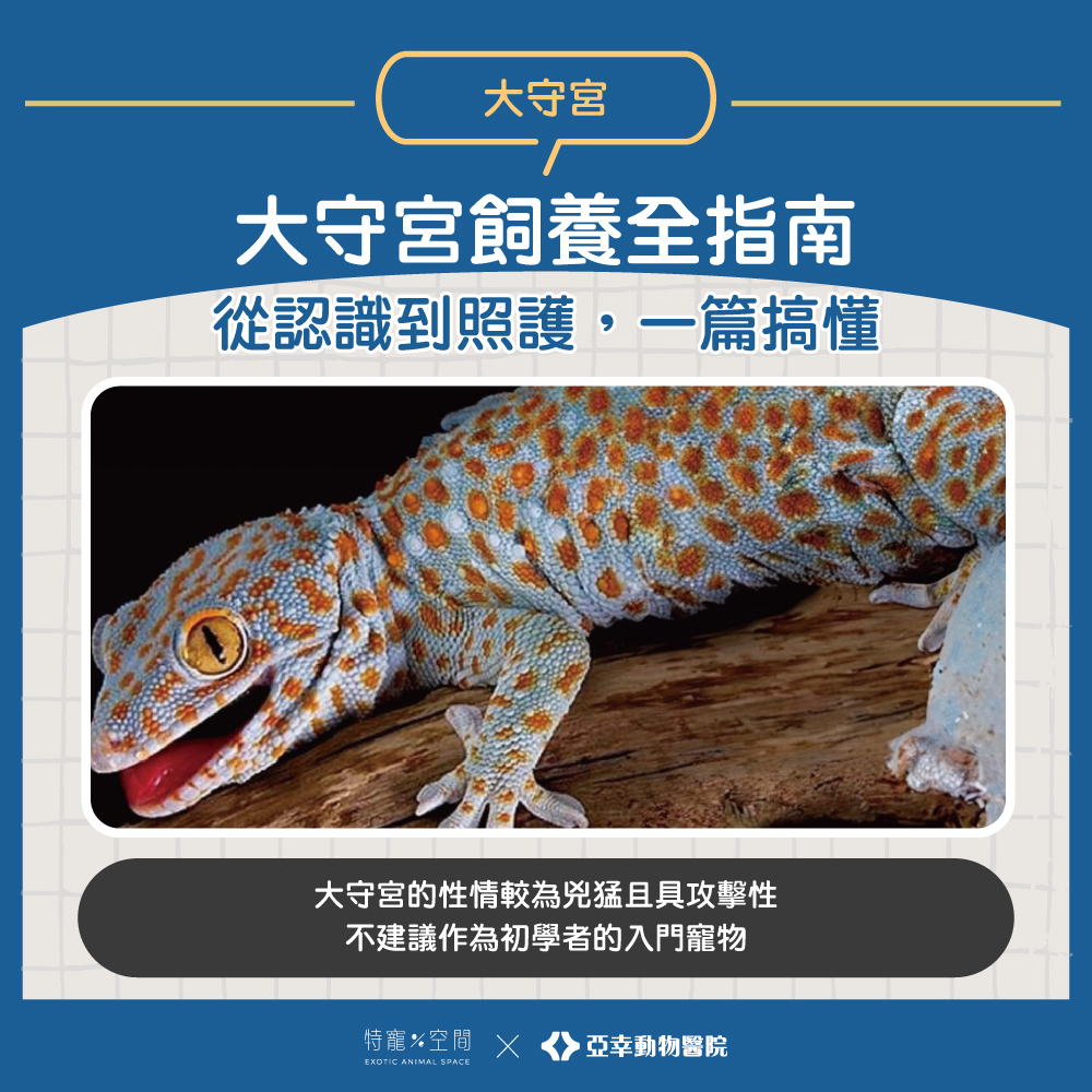 大守宮
