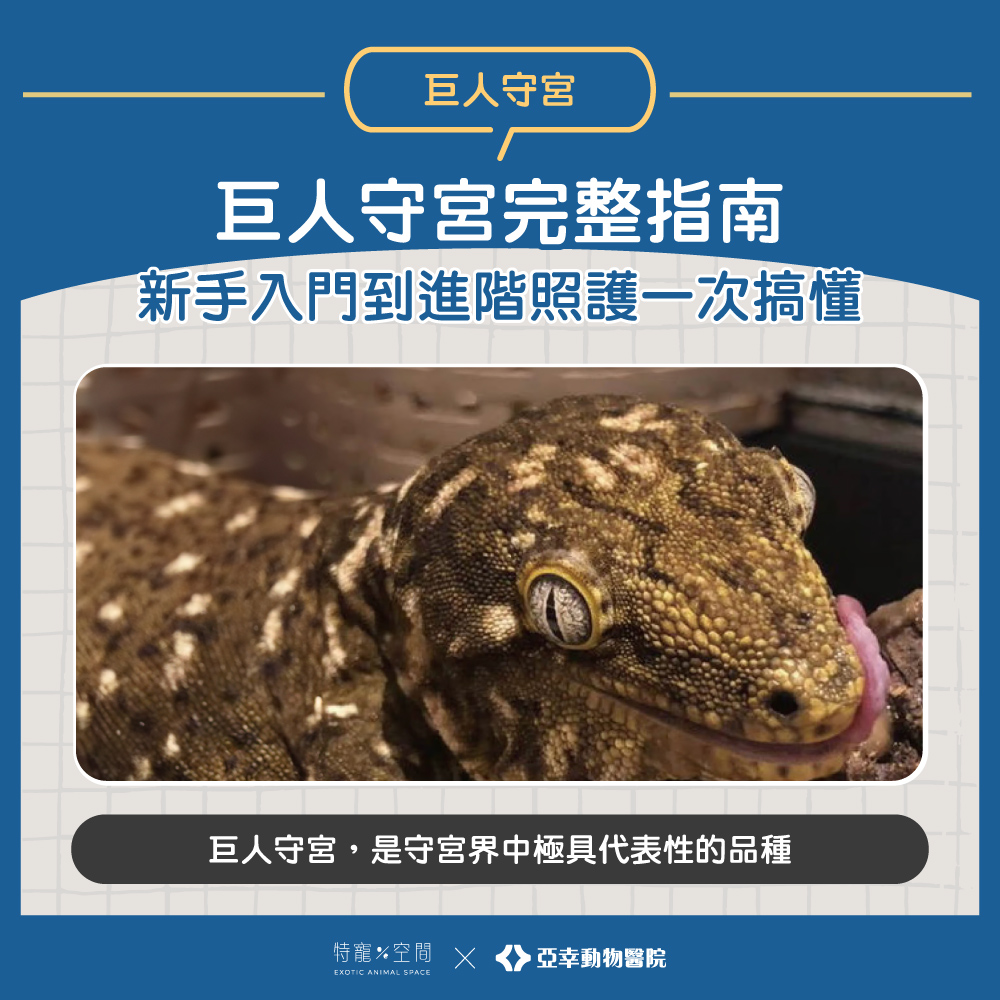 01.巨人守宮完整指南