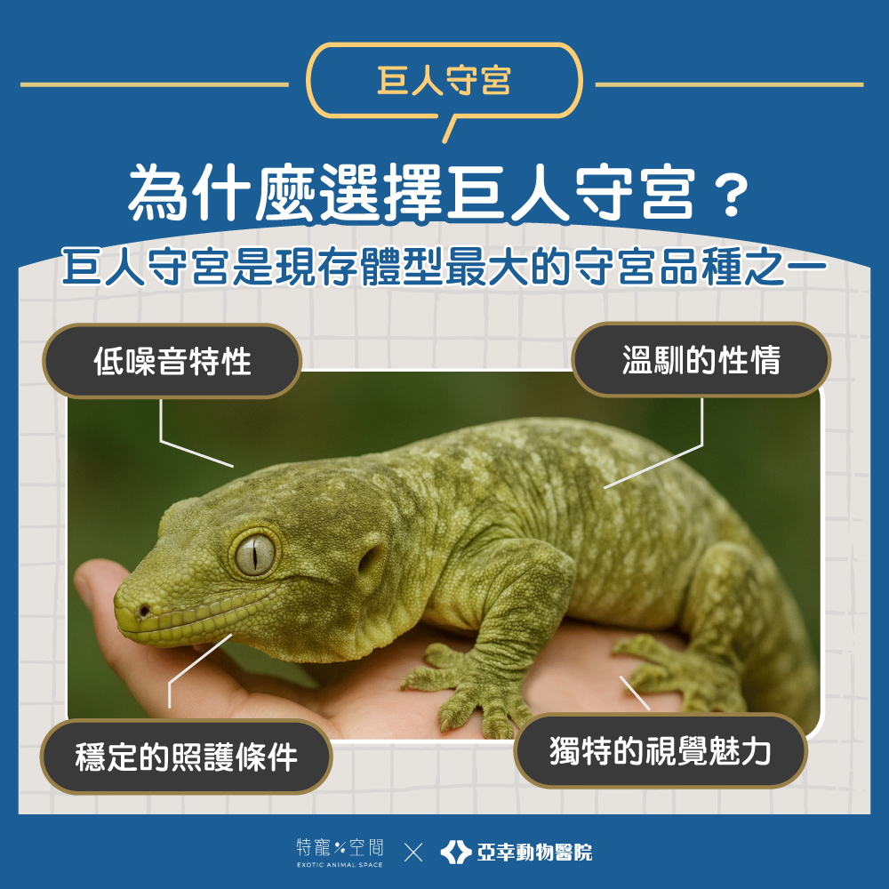 巨人守宮