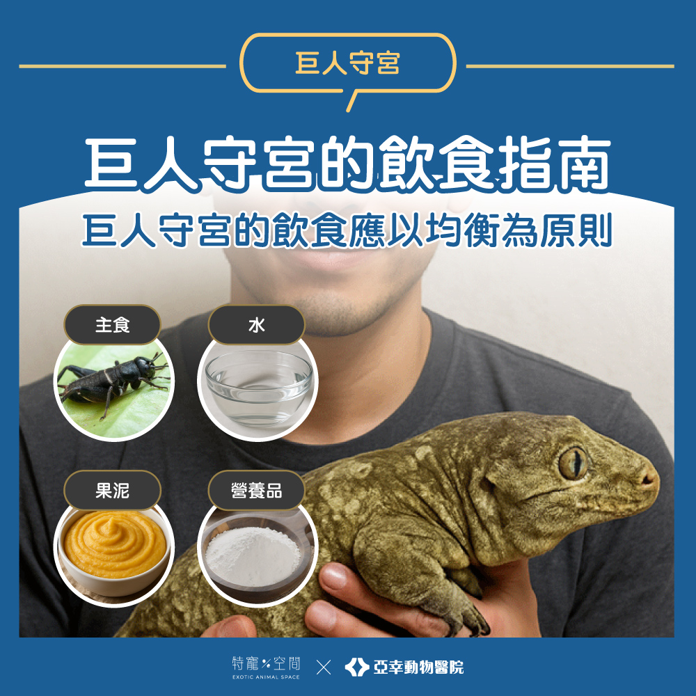 03.巨人守宮的飲食指南