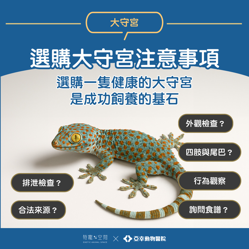 03.選購大守宮注意事項