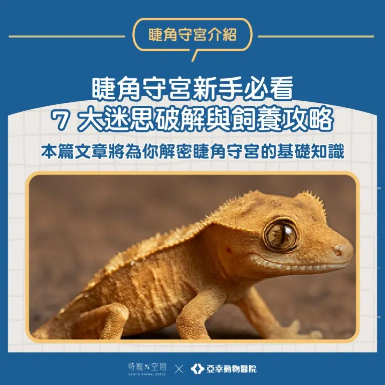 01.睫角守宮新手必看：7 大迷思破解與飼養攻略