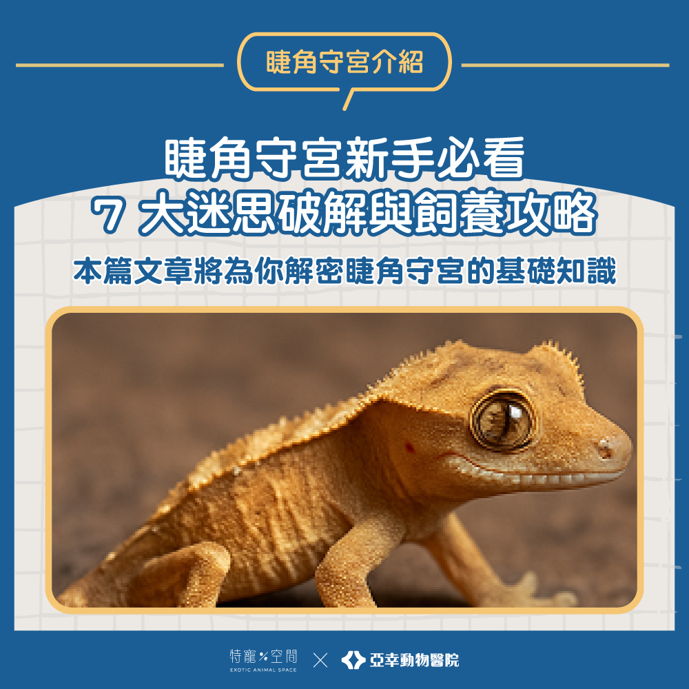 01.睫角守宮新手必看：7 大迷思破解與飼養攻略
