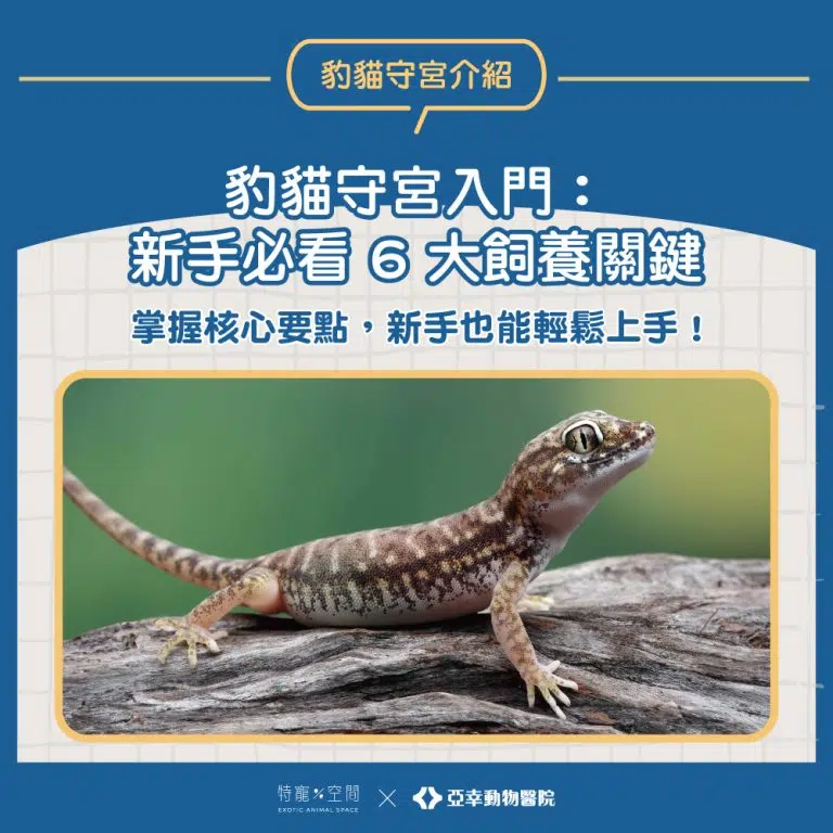豹貓守宮