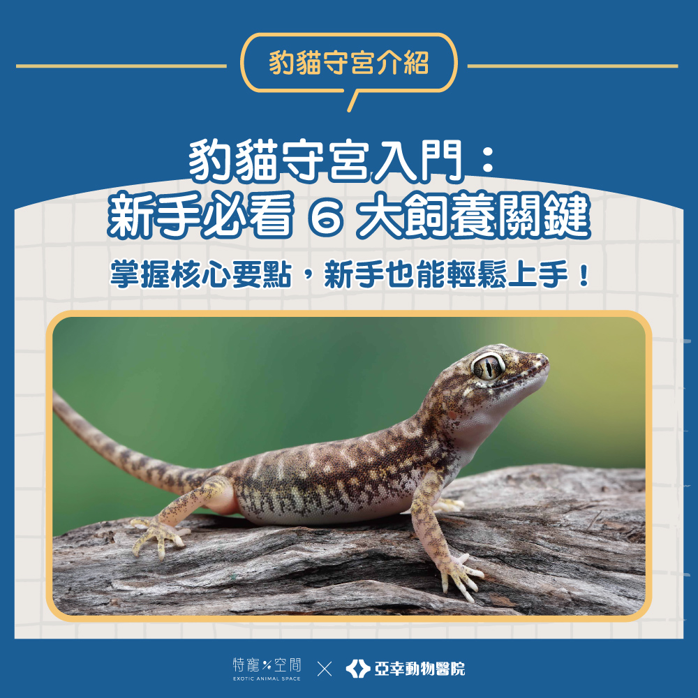 豹貓守宮
