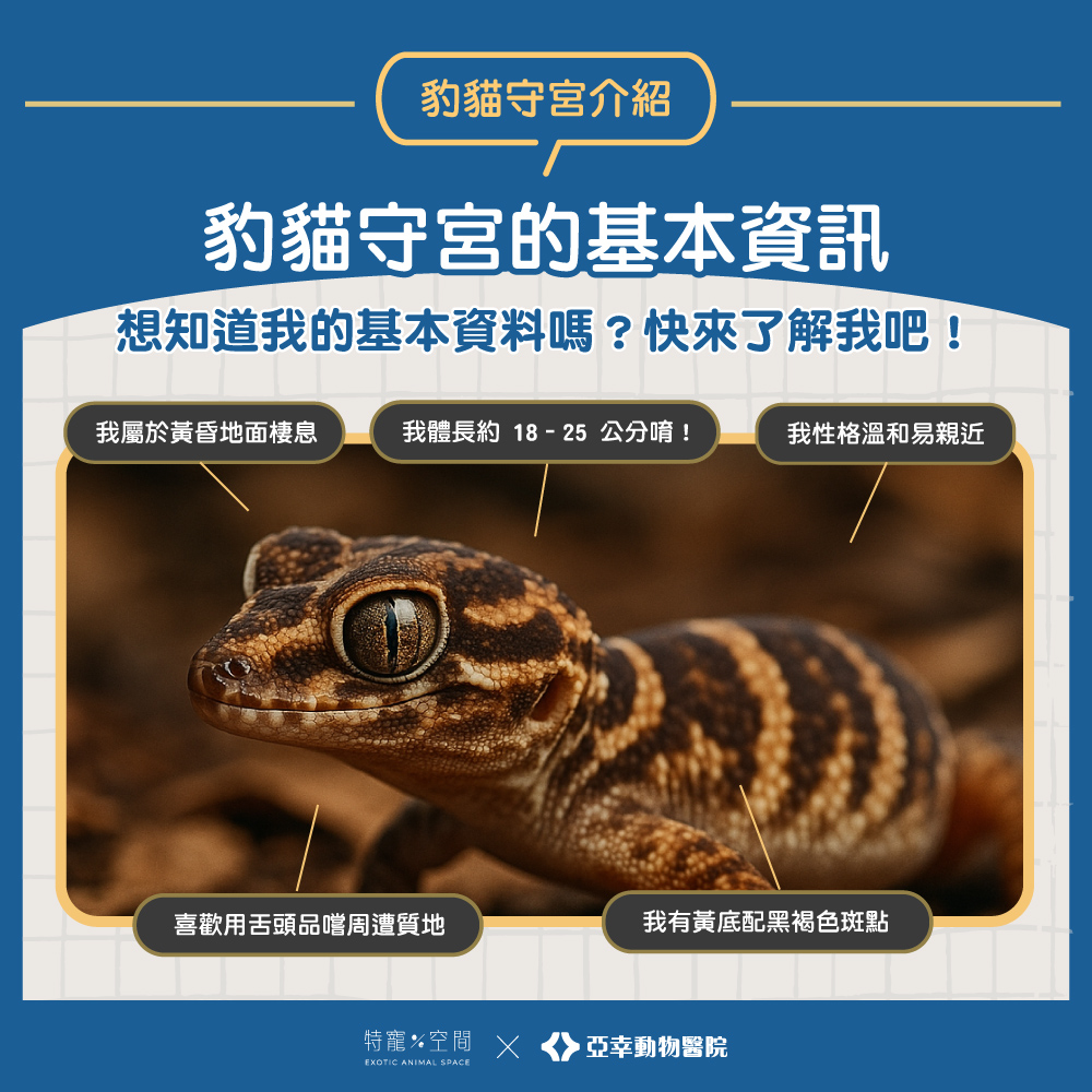 02.豹貓守宮的基本資訊