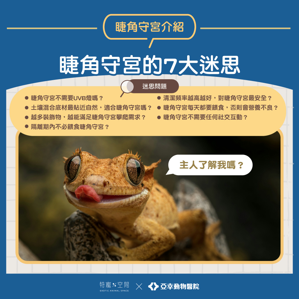 03.睫角守宮的7大迷思