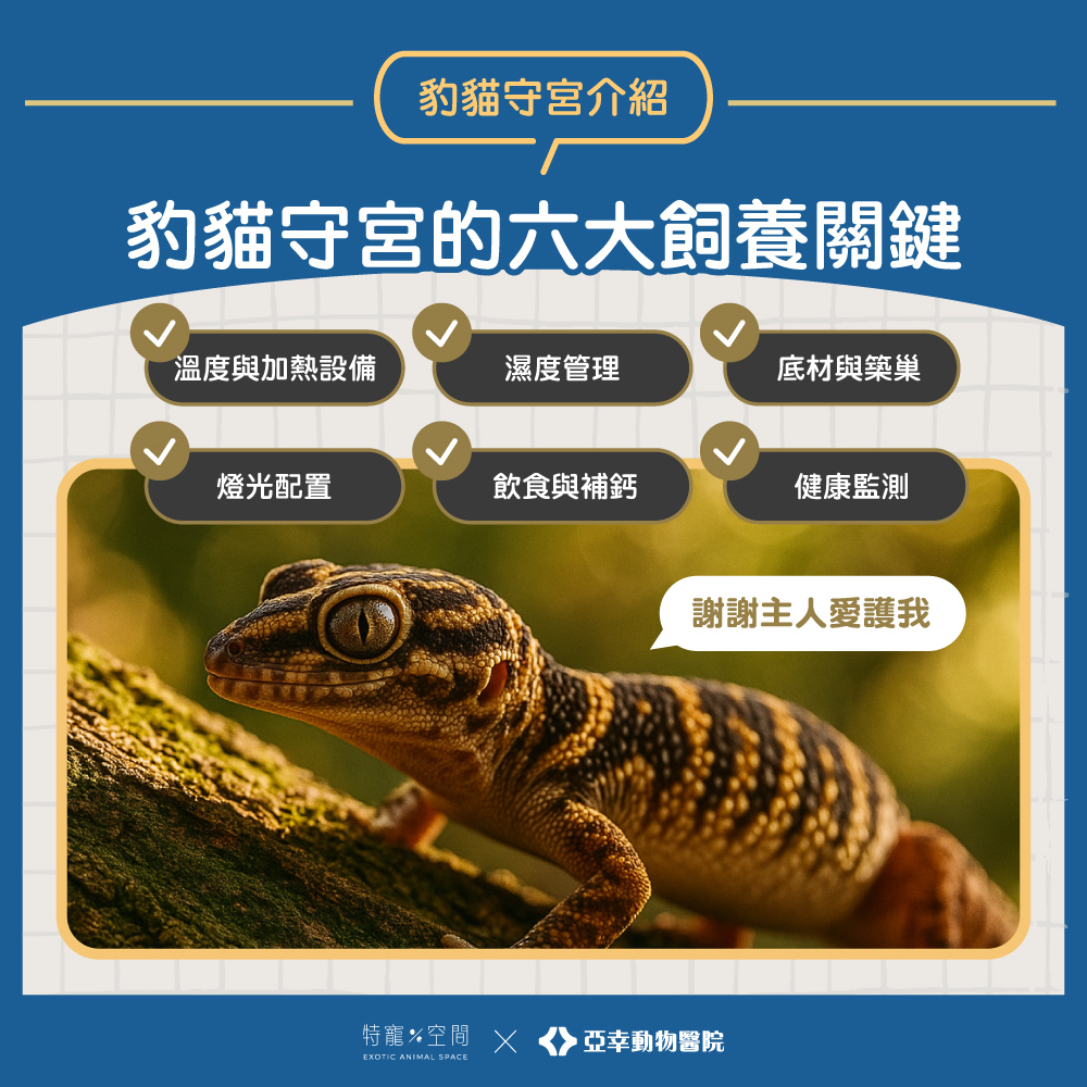 03.豹貓守宮的六大飼養關鍵