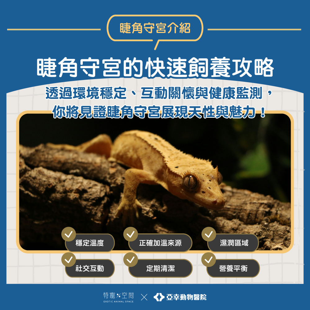 睫角守宮