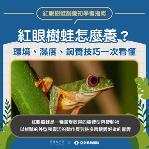 紅眼樹蛙