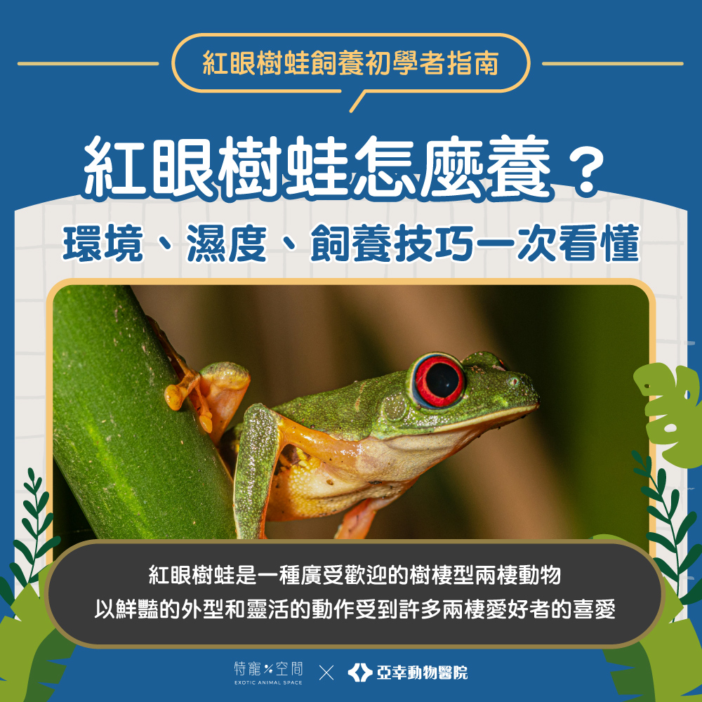 紅眼樹蛙