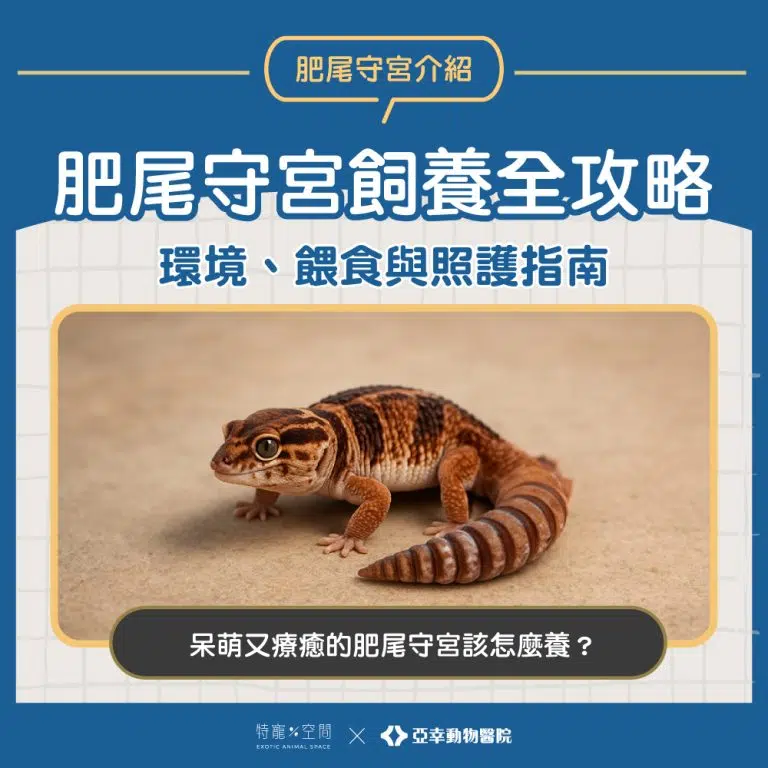01.封面 肥尾守宮飼養全攻略