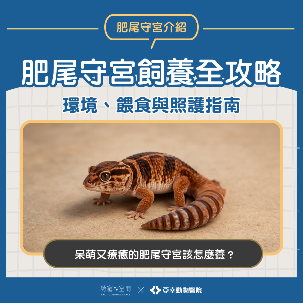 01.封面 肥尾守宮飼養全攻略