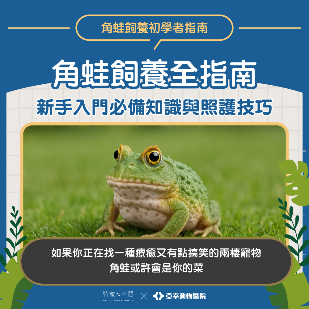 角蛙飼養