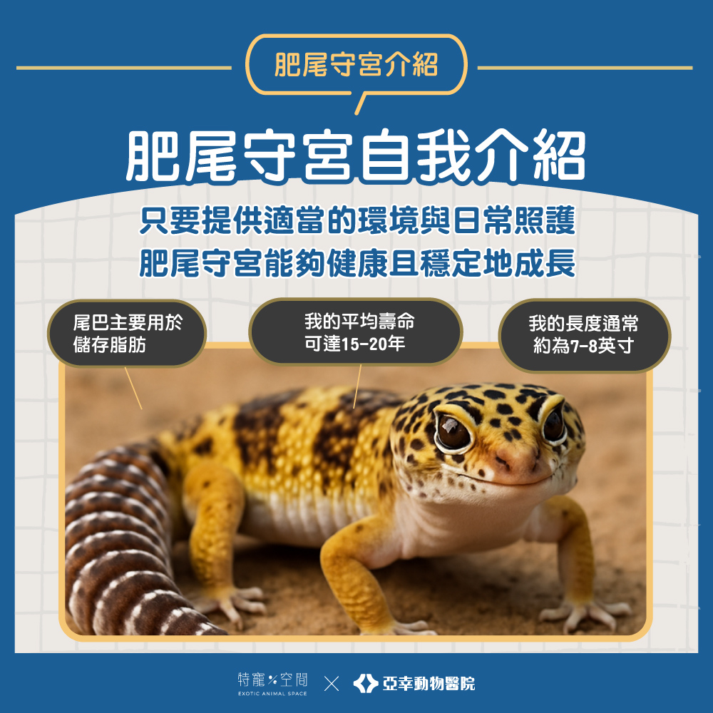 02.肥尾守宮自我介紹