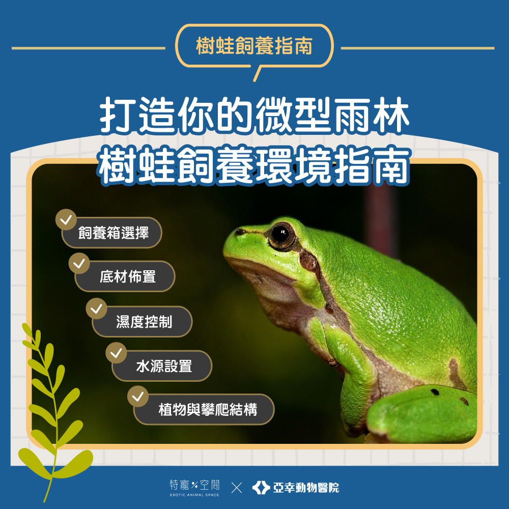 03.打造你的微型雨林樹蛙飼養環境指南
