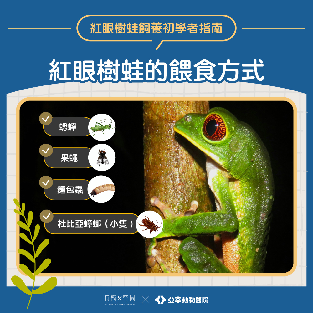 03.紅眼樹蛙的餵食方式
