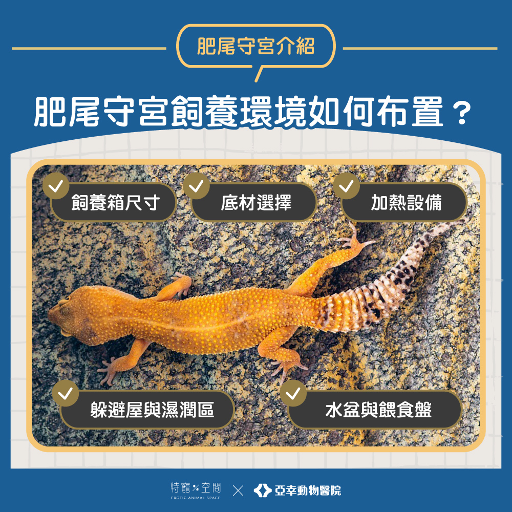 03.肥尾守宮飼養環境如何布置？