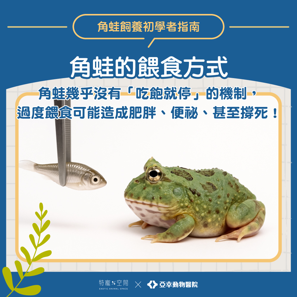 03.角蛙的餵食方式