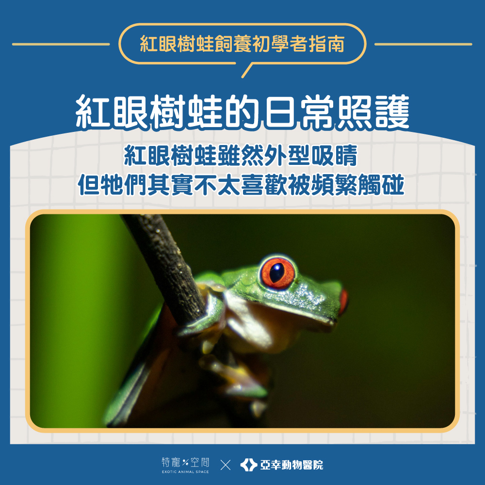 04.紅眼樹蛙的日常照護