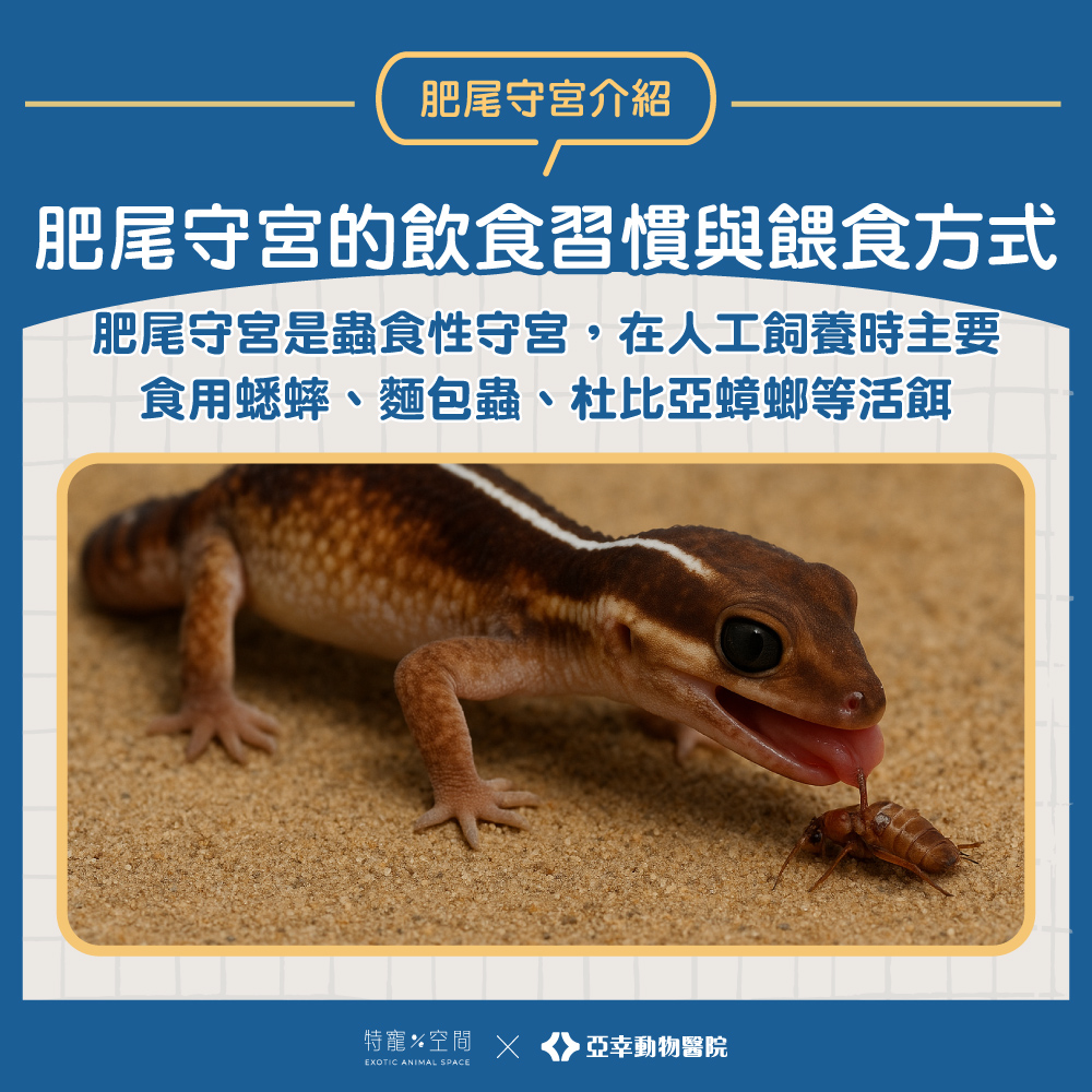04.肥尾守宮的飲食習慣與餵食方式