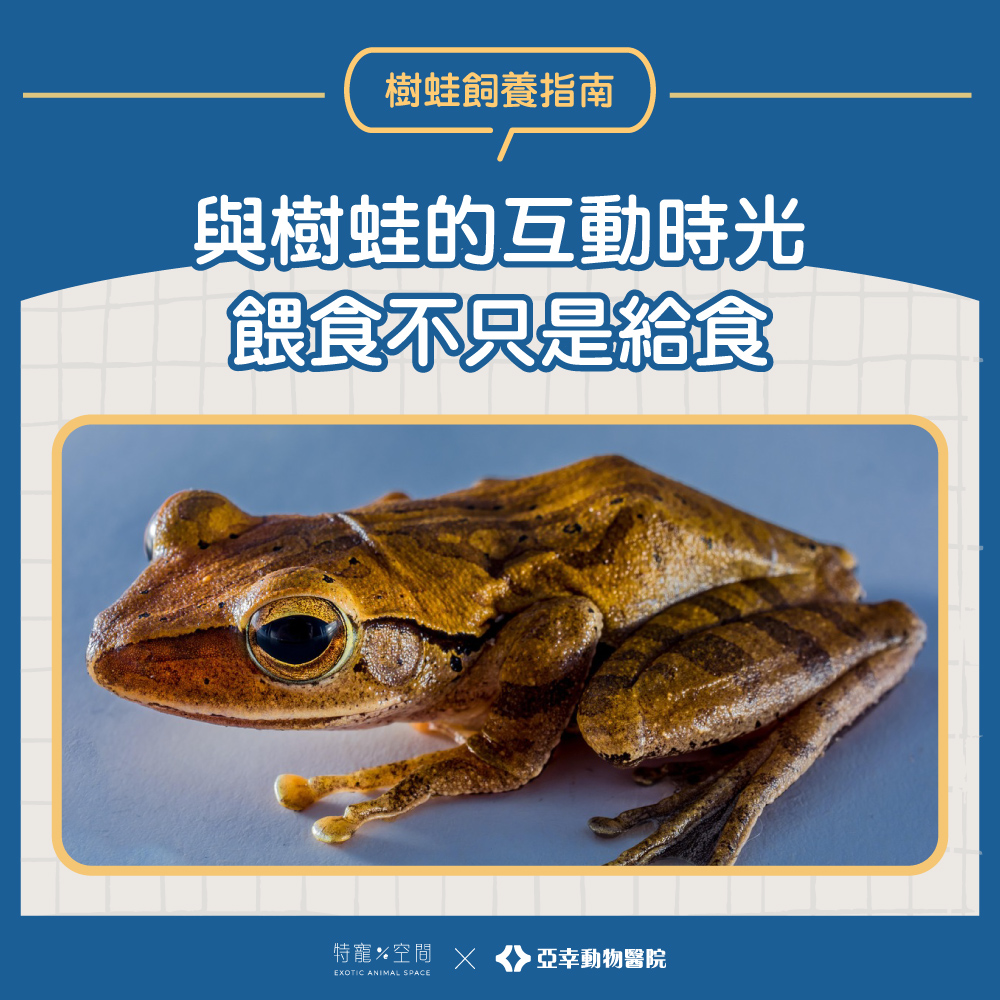 04.與樹蛙的互動時光餵食不只是給食