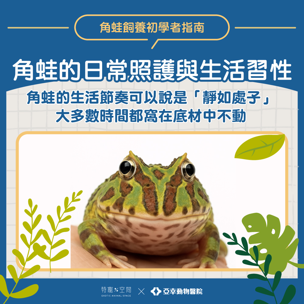 04.角蛙的日常照護與生活習性