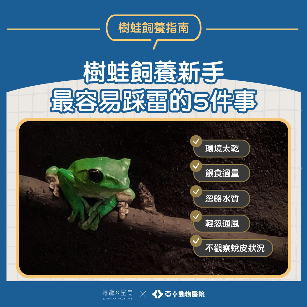 樹蛙飼養