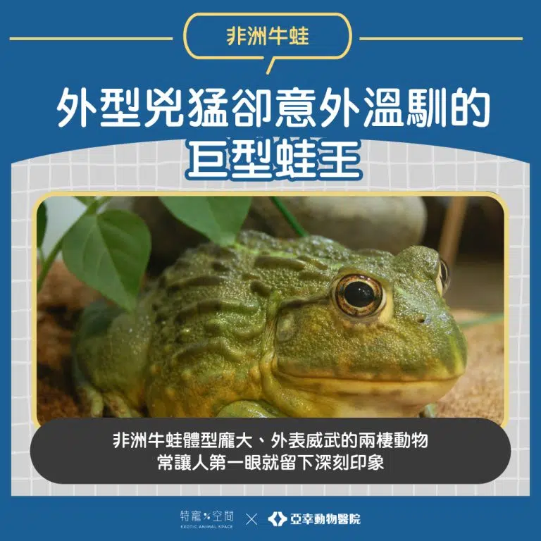 01.外型兇猛卻意外溫馴的巨型蛙王