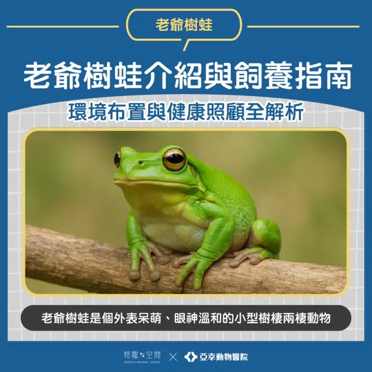 老爺樹蛙