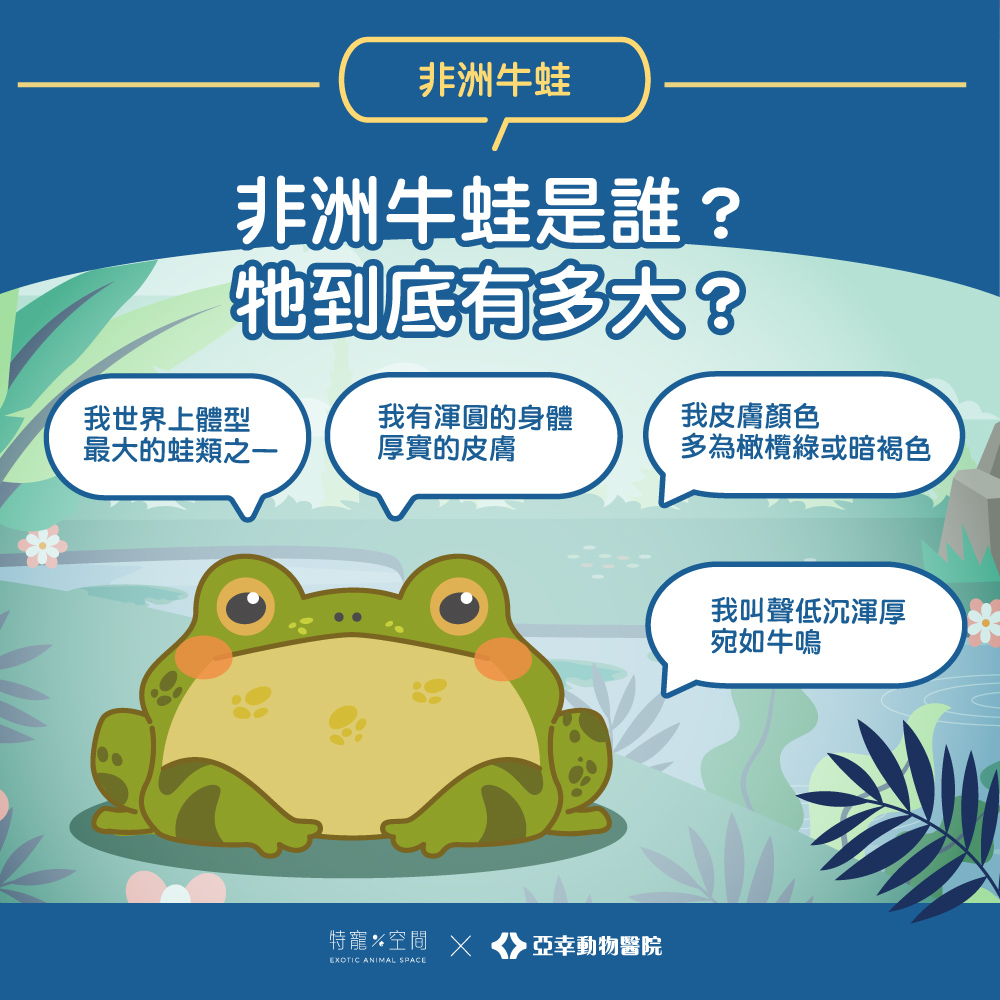 02.非洲牛蛙是誰？