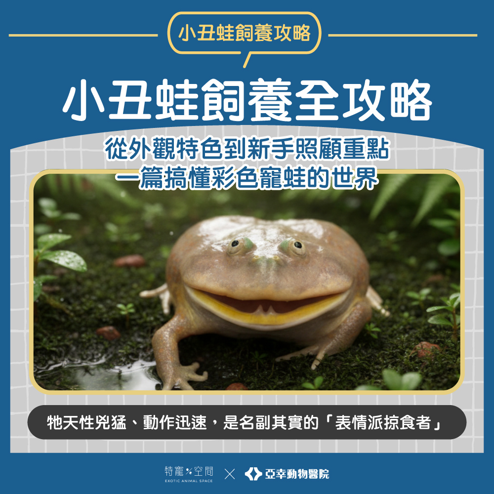 01.小丑蛙飼養全攻略：從外觀特色到新手照顧重點