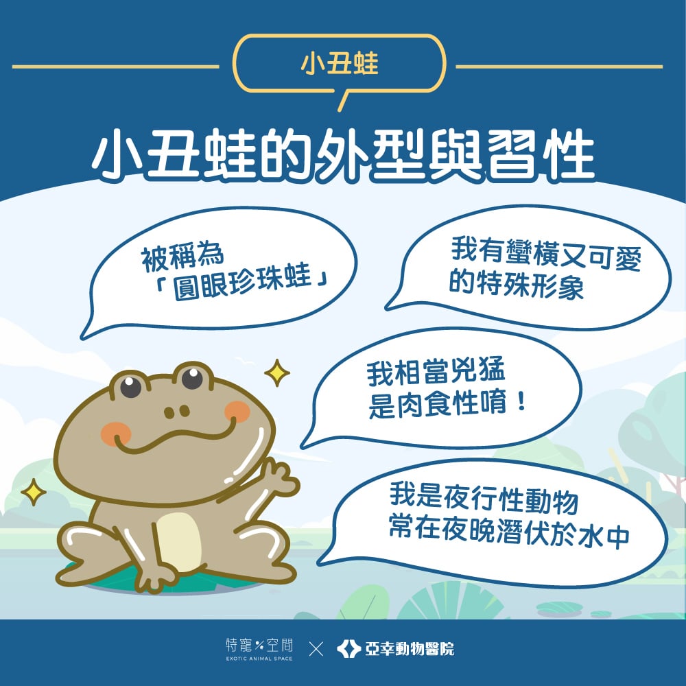 養小丑蛙很難?只要搞懂這「3大環境重點」,新手也能養出健康圓眼珍珠蛙! 1 02.小丑蛙的外型與習性