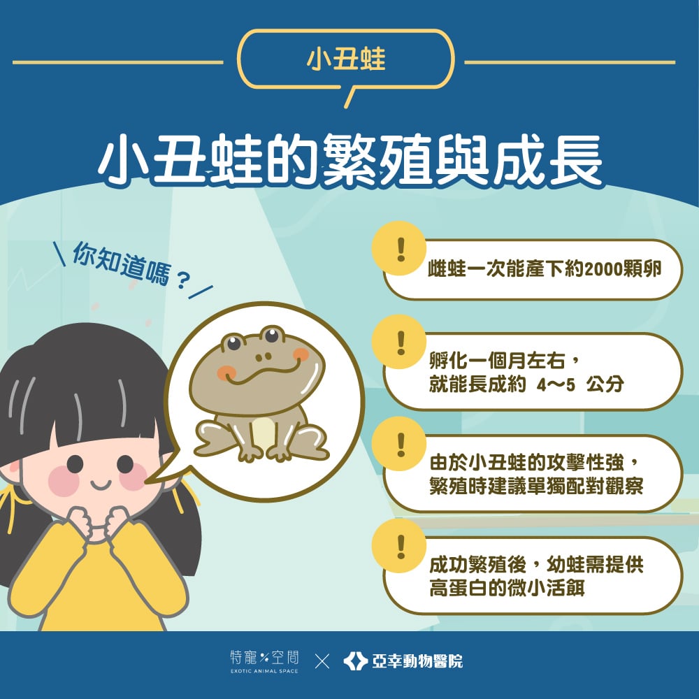 養小丑蛙很難?只要搞懂這「3大環境重點」,新手也能養出健康圓眼珍珠蛙! 3 小丑蛙的繁殖與成長
