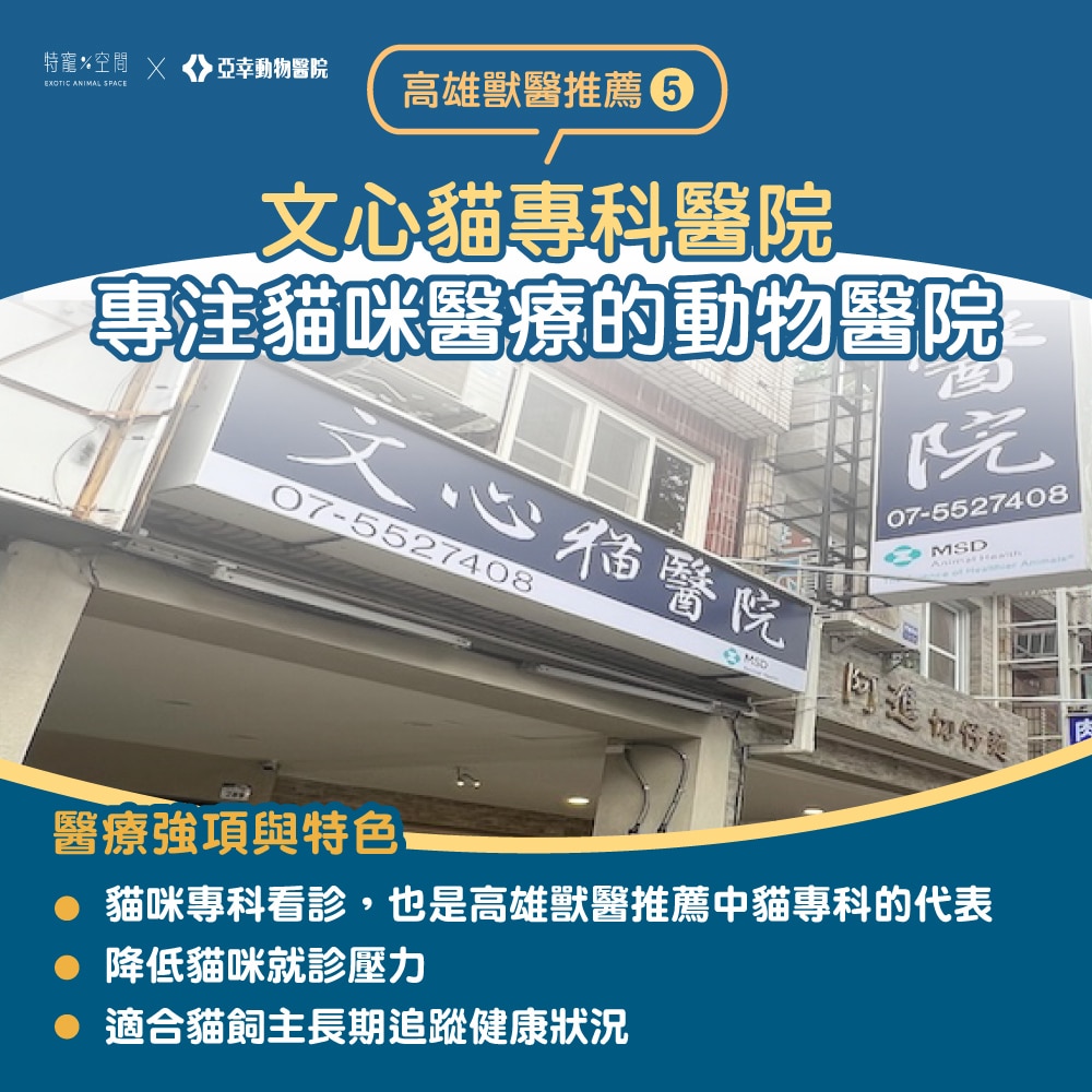 【2026高雄獸醫推薦】嚴選 7 間人氣動物醫院:24H 急診、貓專科、特寵醫療全收錄 5 06.文心貓專科醫院
