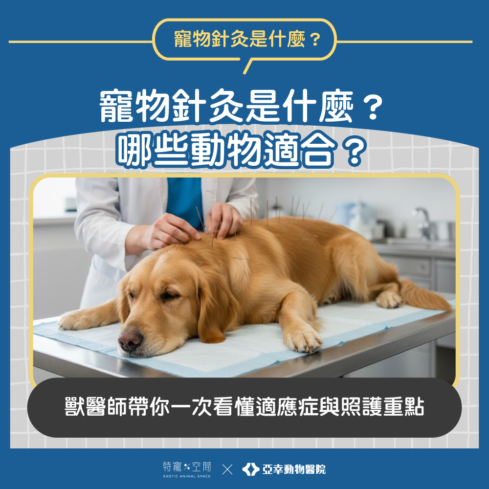 寵物針灸