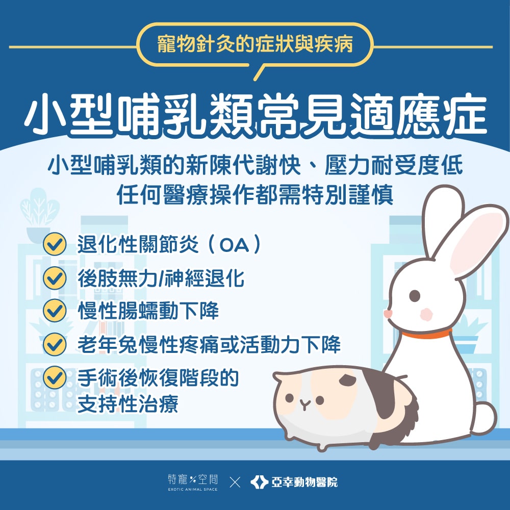 寵物針灸是什麼?哪些動物適合?獸醫師帶你一次看懂適應症與照護重點 5 寵物針灸07.小型哺乳類