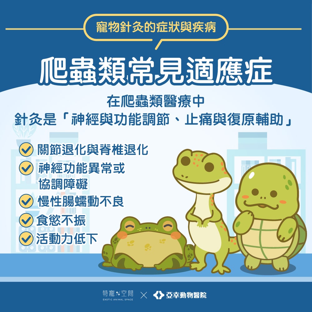 寵物針灸是什麼?哪些動物適合?獸醫師帶你一次看懂適應症與照護重點 6 寵物針灸07.爬蟲類常見適應症
