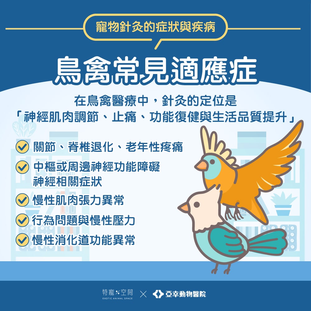 寵物針灸是什麼?哪些動物適合?獸醫師帶你一次看懂適應症與照護重點 7 寵物針灸09.鳥禽類常見適應症