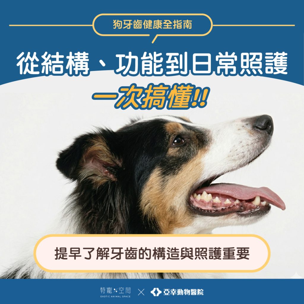 狗狗牙齒
