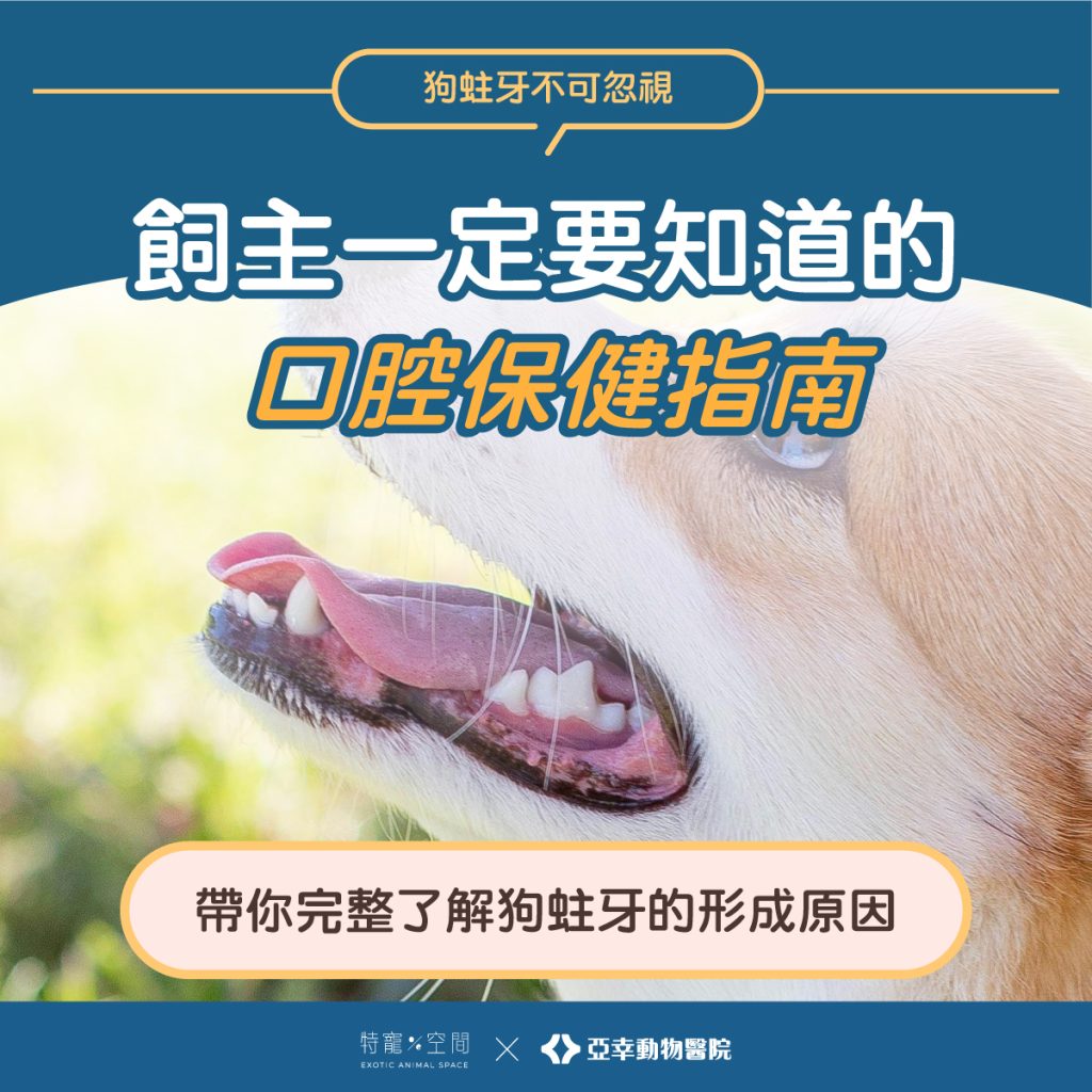 狗蛀牙