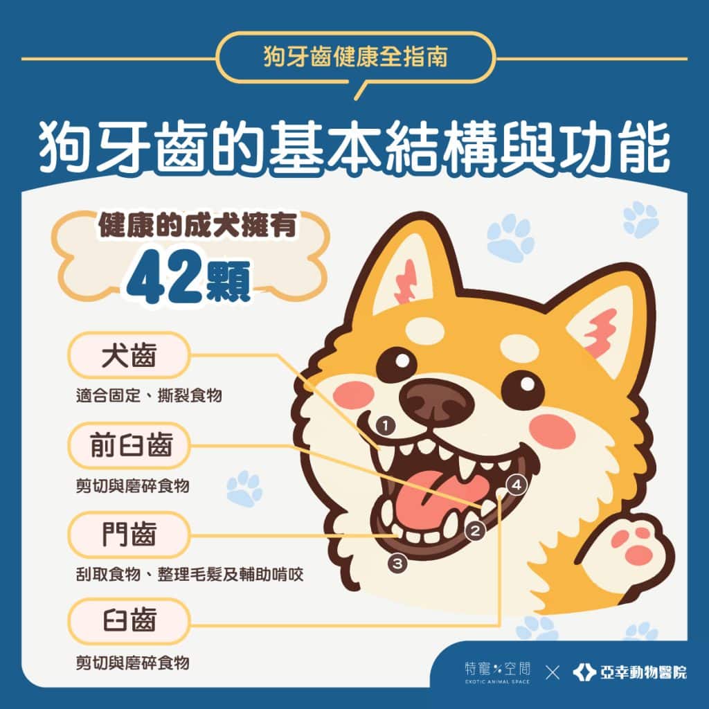 潔牙骨真的有用嗎?守護「狗牙齒」的正確刷牙觀念,獸醫教你遠離牙周病! 1 02.狗牙齒的基本結構與功能
