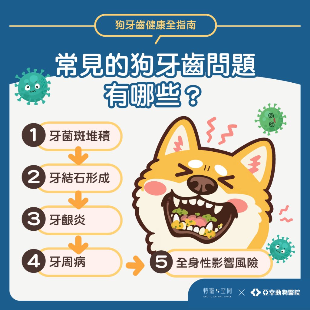 03.常見的狗牙齒問題 有哪些？
