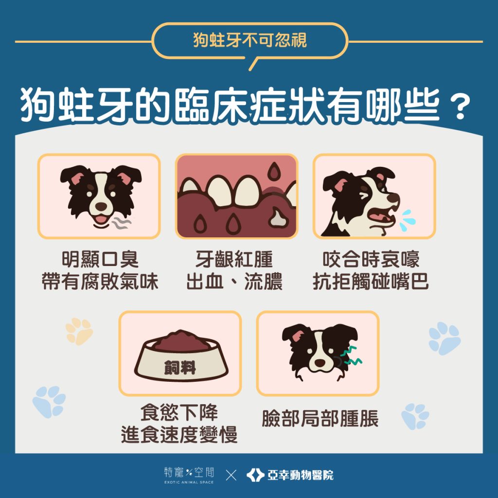 03.狗蛀牙的臨床症狀有哪些？