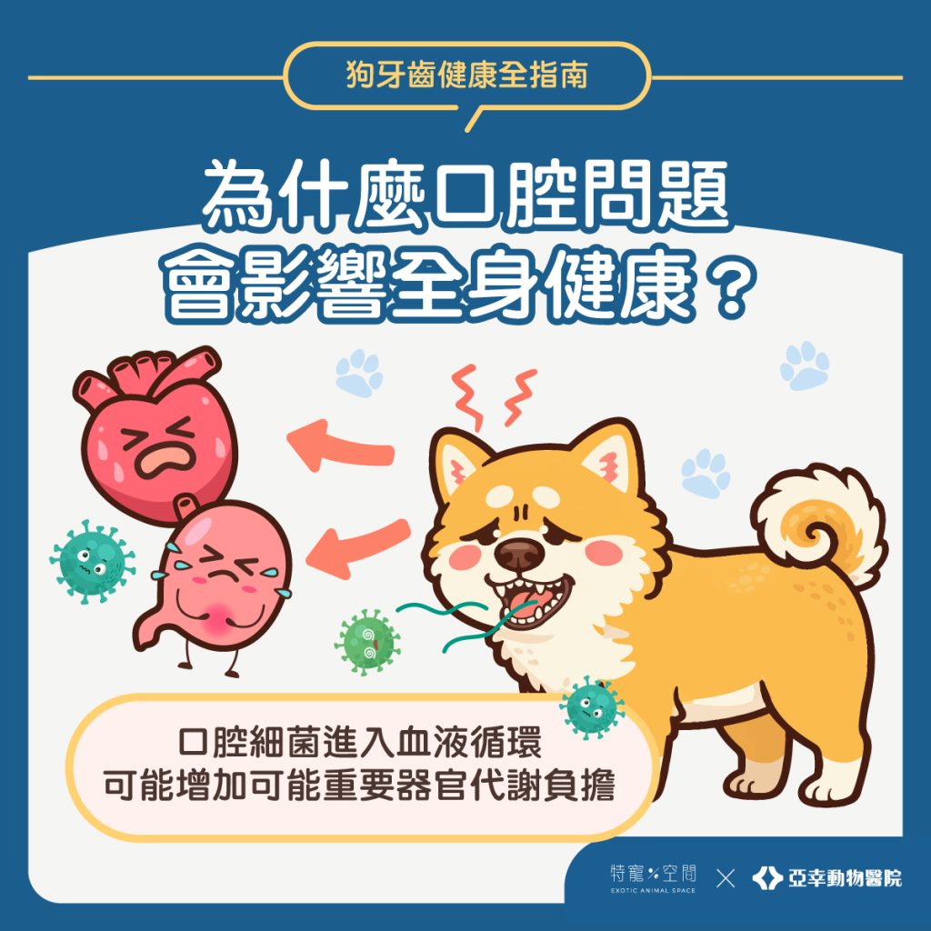 04.為什麼口腔問題 會影響全身健康？
