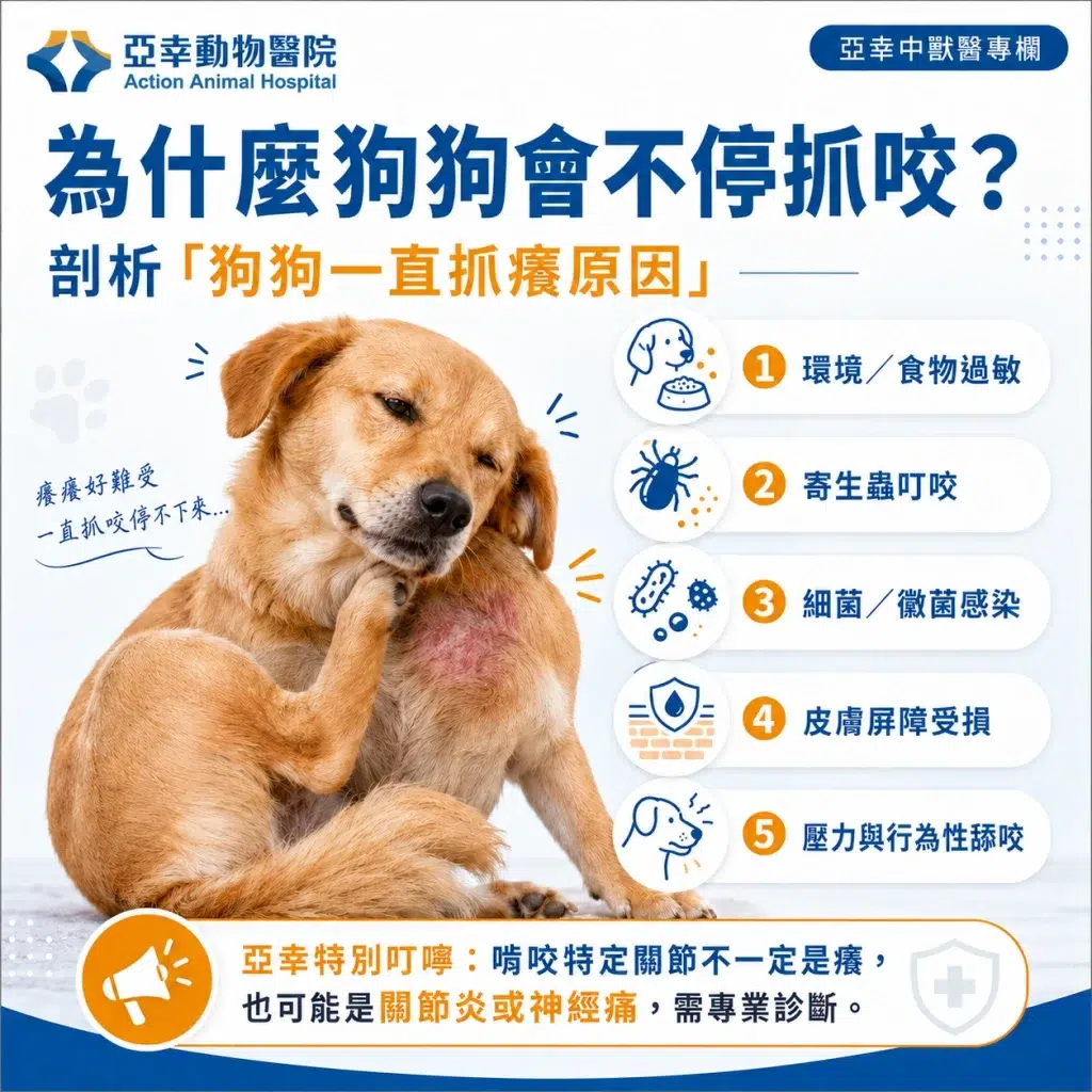 【狗狗一直抓癢、舔、咬?】亞幸動物醫院:揭開皮膚病背後的真相,可能不只是癢那麼簡單! 1 為什麼狗狗會不停抓咬
