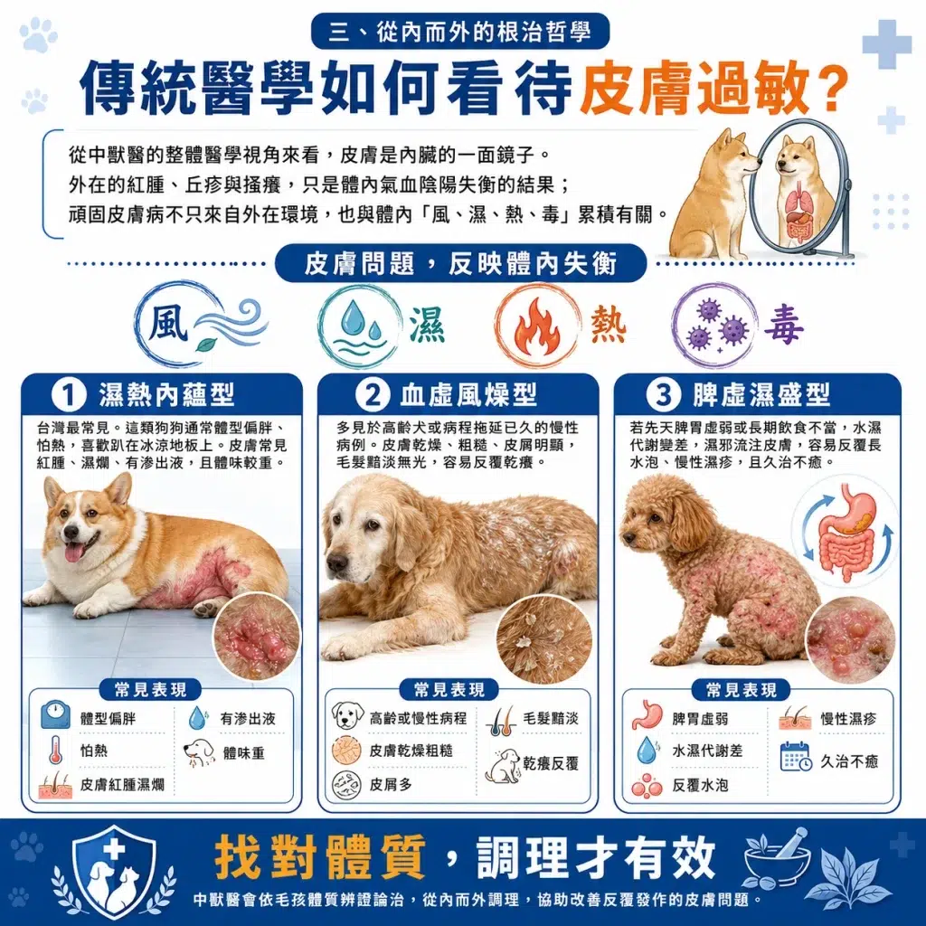 狗狗皮膚抓到流血?中獸醫解析「犬異位性皮膚炎與慢性濕疹」,用漢方調理與中西醫整合斷絕毛孩發癢地獄 2 DOG SKIN TRADITIONAL MEDICINE 1