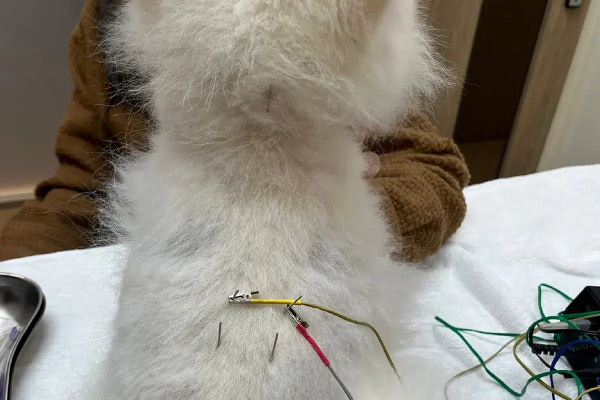 ACTION ACUPUNCTURE TREATMENT 1